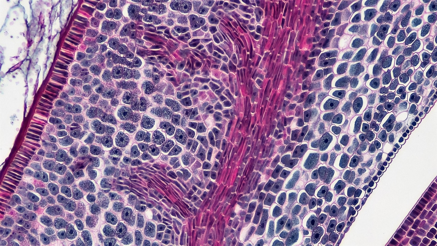 Jak biotechnologia zmienia współczesne zabiegi estetyczne